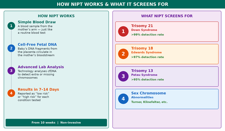 How NIPT works—from a simple blood draw to analysis of cell-free fetal DNA—and the key conditions it screens for with their detection rates.