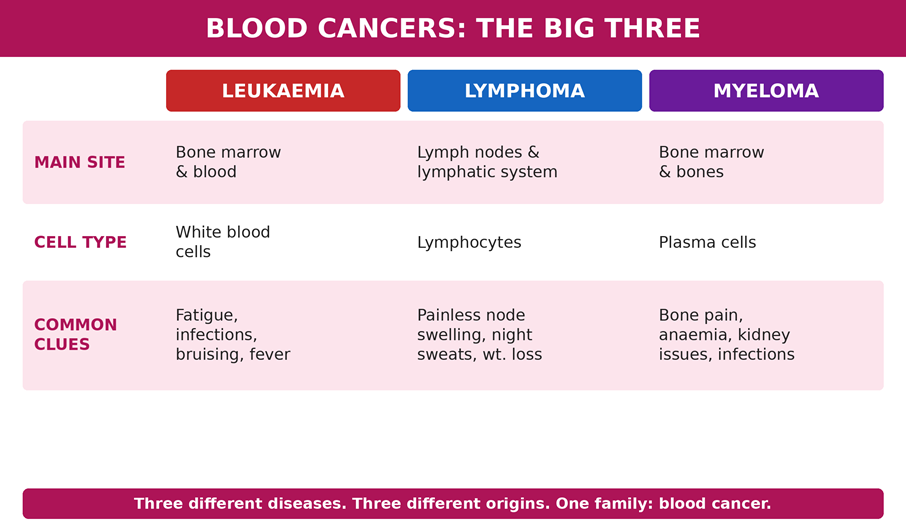 Leukaemia, lymphoma, and myeloma compared — three different origins, three different behaviours, one family of disease.