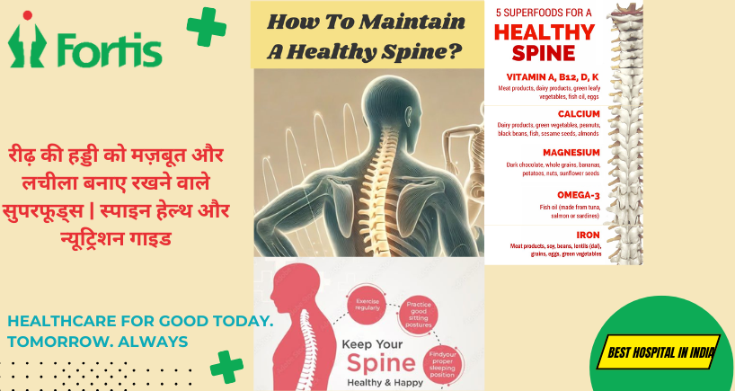 रीढ़ की हड्डी