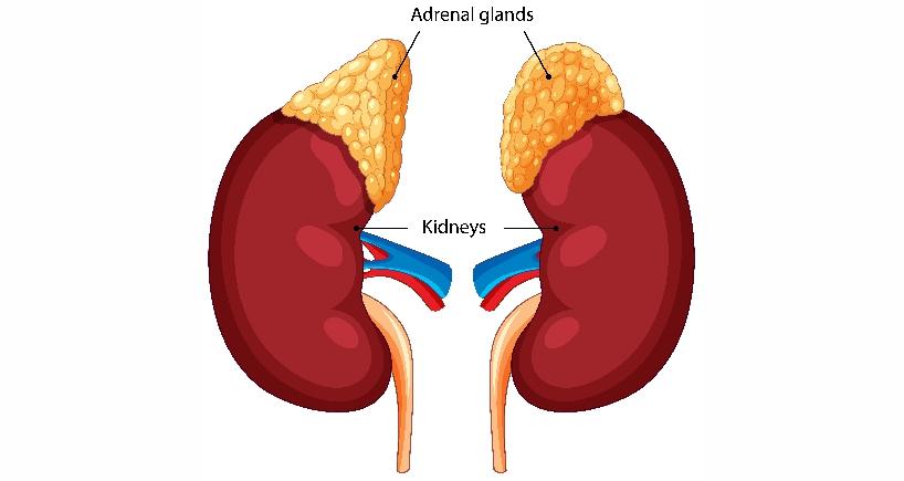Adrenal Tumor
