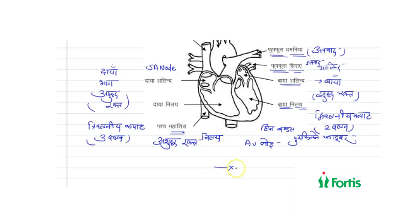 मानव हृदय का महत्व