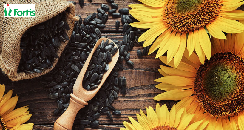सूरजमुखी के बीज (Sunflower Seeds) के 10 जबरदस्त स्वास्थ्य लाभ