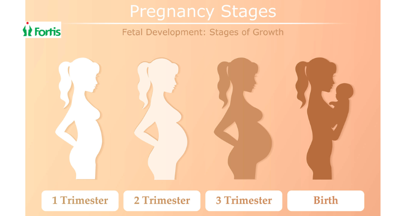 Pregnancy Guide
