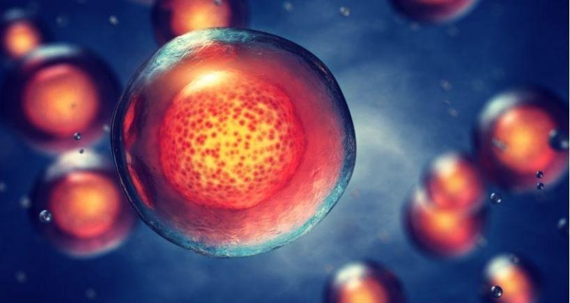Autologous vs Allogeneic Pediatric BMT