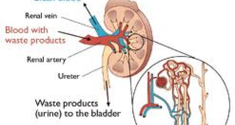Stress Affects Our Kidneys Too!