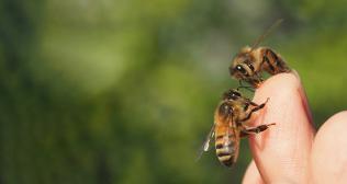 Honeybee Sting