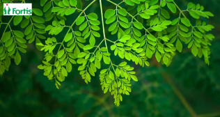 मोरिंगा के पत्तों के 12 स्वास्थ्य लाभ 