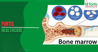 Blood Formation in Body