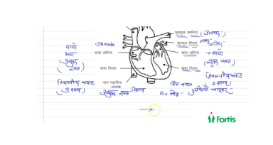 मानव हृदय का महत्व